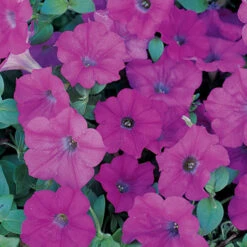 Lavender Wave&reg; Trailing Hybrid Petunia