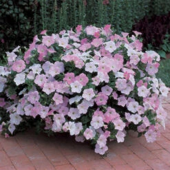 Misty Lilac Wave&reg; Trailing Petunia