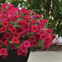 Carmine Velour Wave&reg; Hybrid Petunia