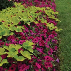 Purple Classic Hybrid Wave&reg; Petunia