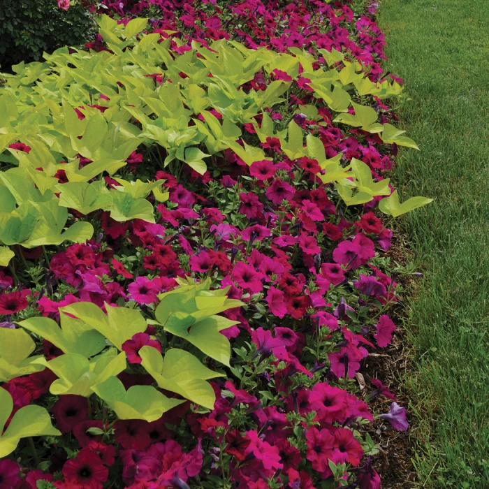 Purple Classic Hybrid Wave® Petunia 1 Purple Classic Hybrid Wave® Petunia