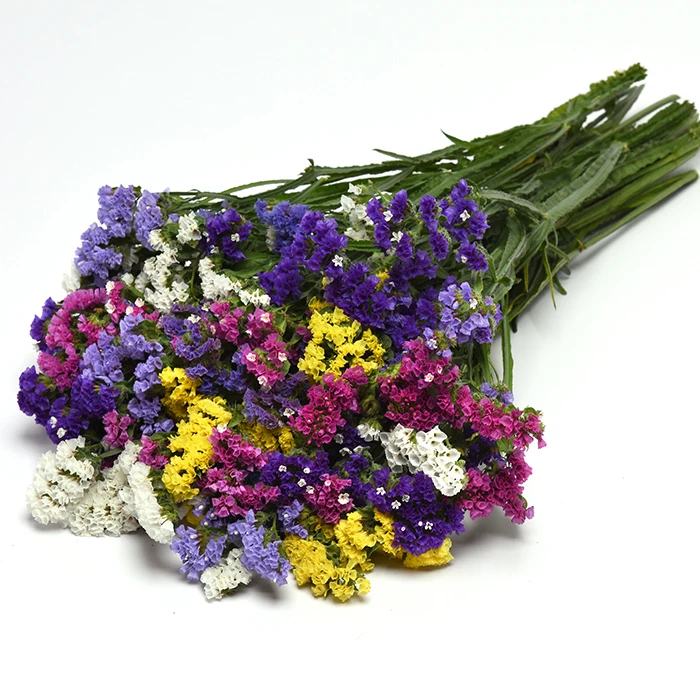 QIS Mix Statice 1 QIS Mix Statice