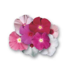 Mediterranean Trailing Vinca