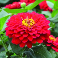 Holi&trade; Scarlet Hybrid Zinnia