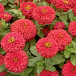 Magellan&trade; Coral Hybrid Zinnia