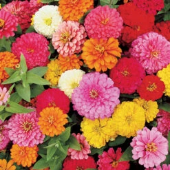 Magellan&trade; Mix Hybrid Zinnia