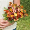Jazzy Mix Zinnias