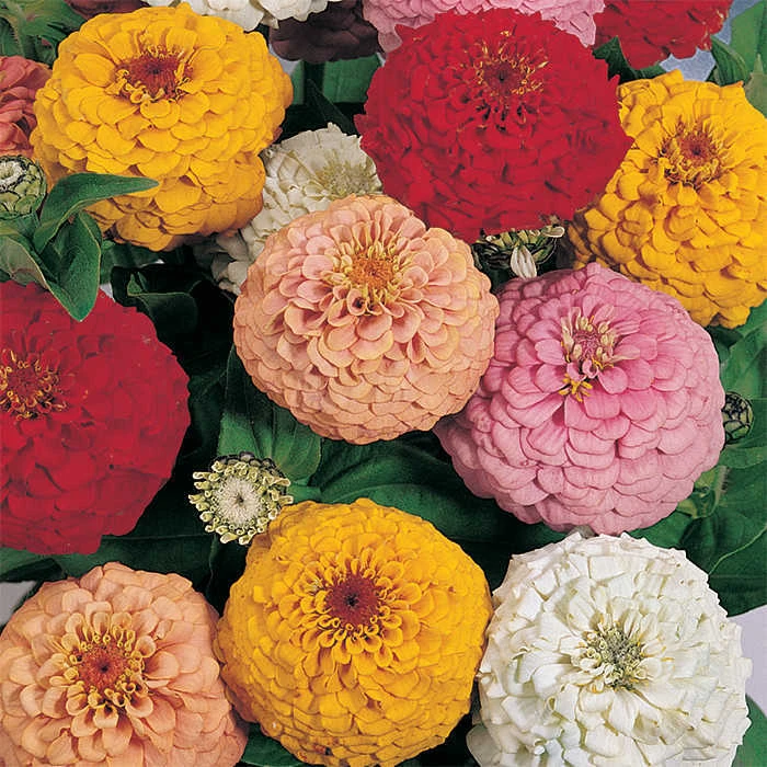 Oklahoma Mix Zinnia 1 Oklahoma Mix Zinnia