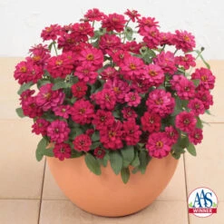 Double Hot Cherry Profusion Hybrid Zinnia