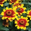 Profusion Red Yellow Hybrid Zinnia