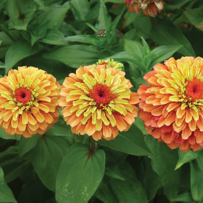 Queeny Lime Orange Hybrid Zinnia 1 Queeny Lime Orange Hybrid Zinnia