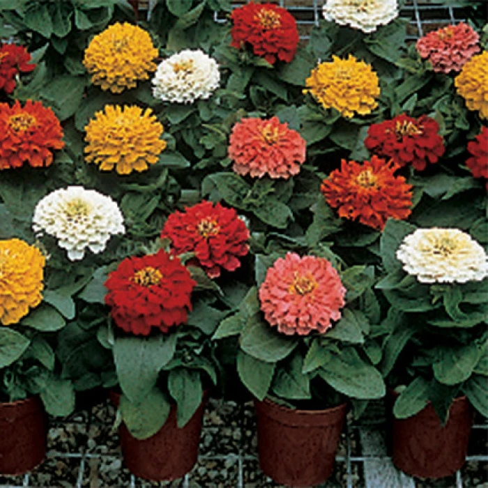 Short Stuff Hybrid Zinnia 1 Short Stuff Hybrid Zinnia