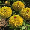 Queeny Lemon Peach Zinnia