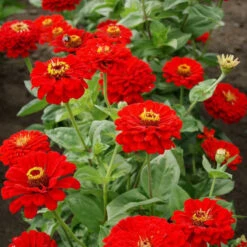 Cherry Queen Super Giant Zinnia