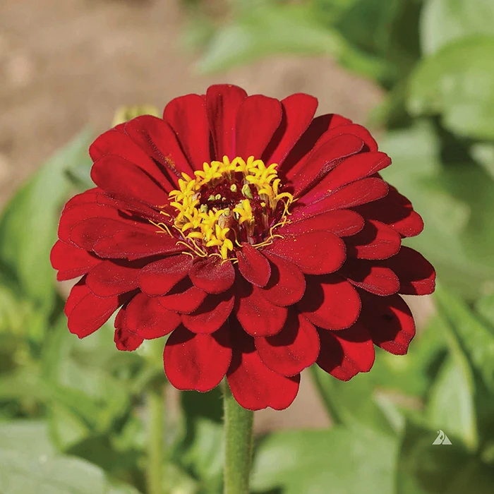 Super Giant Meteor Zinnia 1 Super Giant Meteor Zinnia