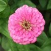 Enchantress Super Giant Zinnia