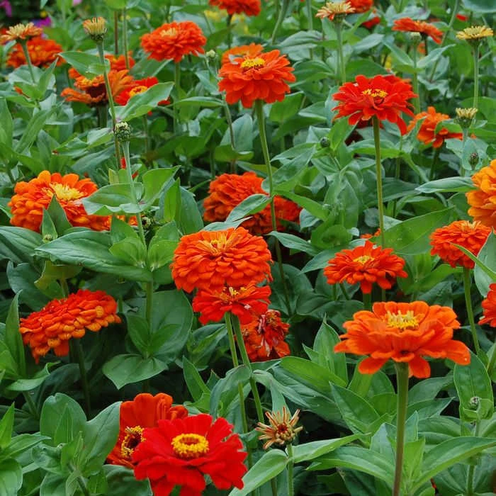 Orange King Super Giant Zinnia 1 Orange King Super Giant Zinnia