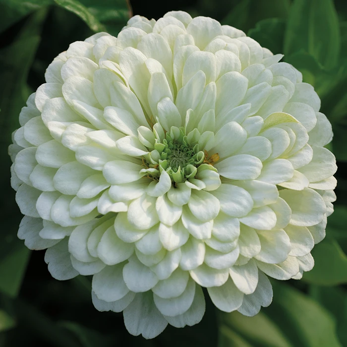 Purity Super Giant Zinnia 1 Purity Super Giant Zinnia