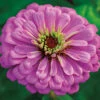 Violet Queen Super Giant Zinnia