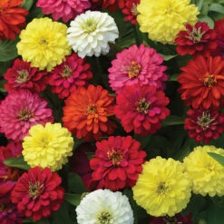 Zahara&reg; Double Mix Zinnia