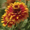 Zowie!&trade; Yellow Flame Zinnia