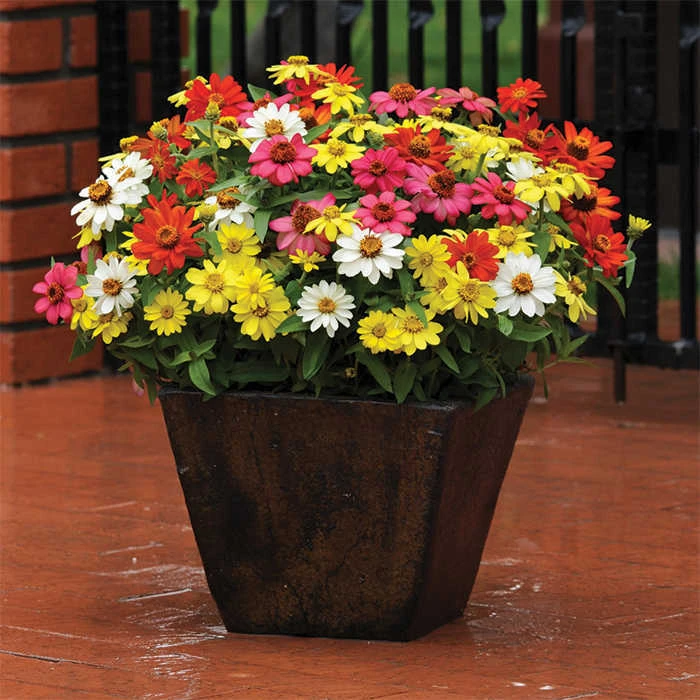 Mixed Zahara® Zinnia 1 Mixed Zahara® Zinnia