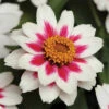 Starlight Rose Zahara&reg; Zinnia