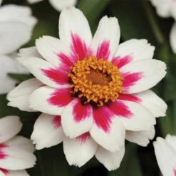 Starlight Rose Zahara&reg; Zinnia