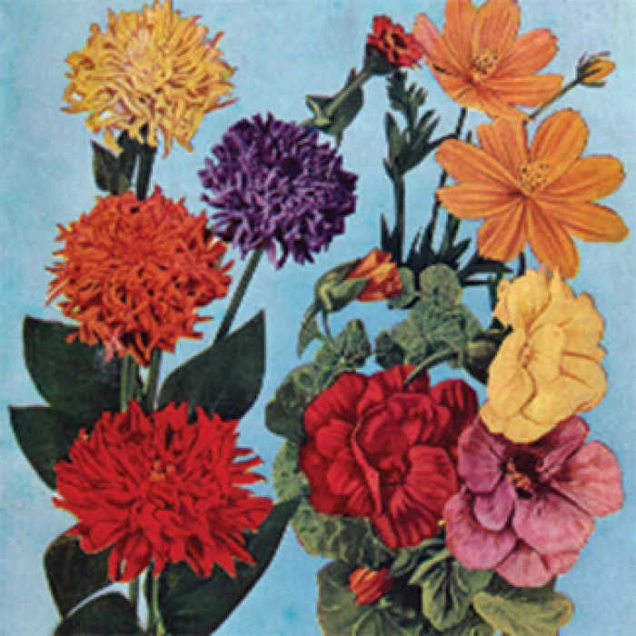 Various Grandpa Jung's Garden And Bouquet Mix 1 Various Grandpa Jung's Garden And Bouquet Mix