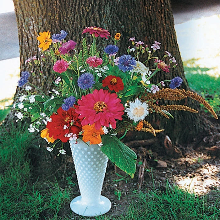 Various Garden Splendor Annual Flower Mix 1 Various Garden Splendor Annual Flower Mix