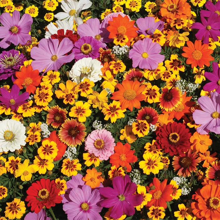 Various Monarch Butterfly Wildflower Mix 1 Various Monarch Butterfly Wildflower Mix