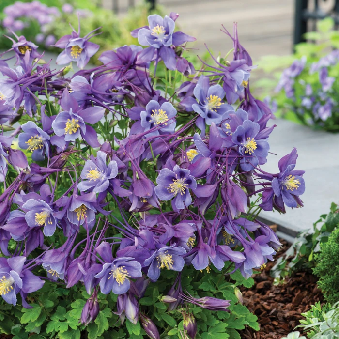 Earlybird Purple Blue Columbine 1 Earlybird Purple Blue Columbine