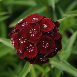 Sweet&trade; Black Cherry Dianthus