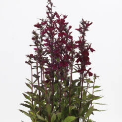 Starship&trade; Burgundy Hybrid Lobelia