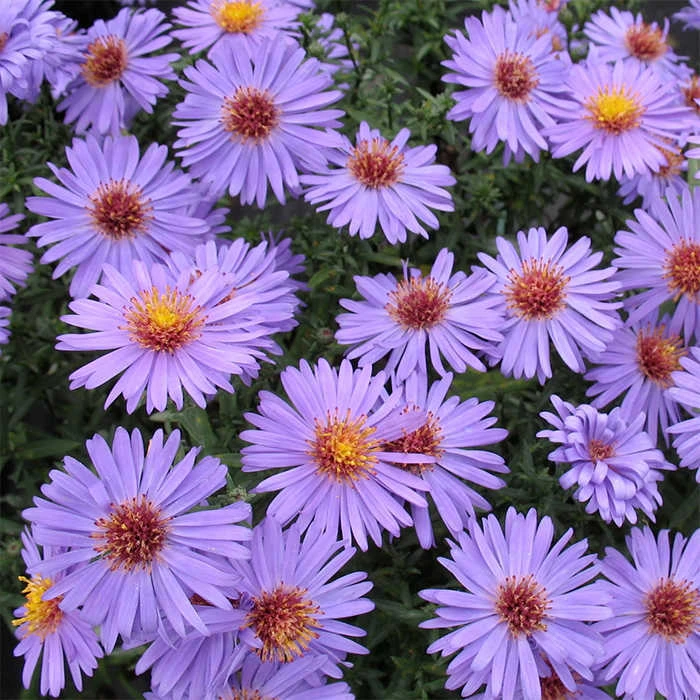 Professor Kippenburg Aster 1 Professor Kippenburg Aster