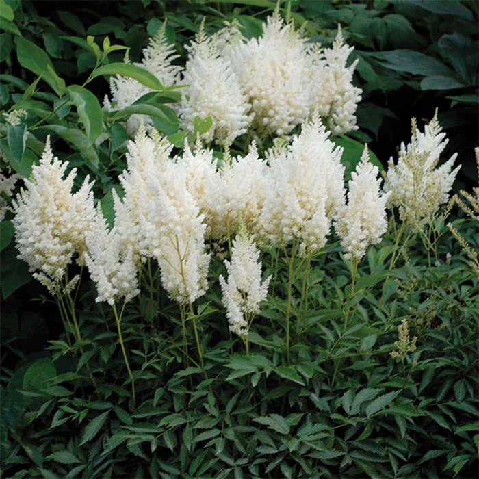 White Gloria Astilbe 1 White Gloria Astilbe