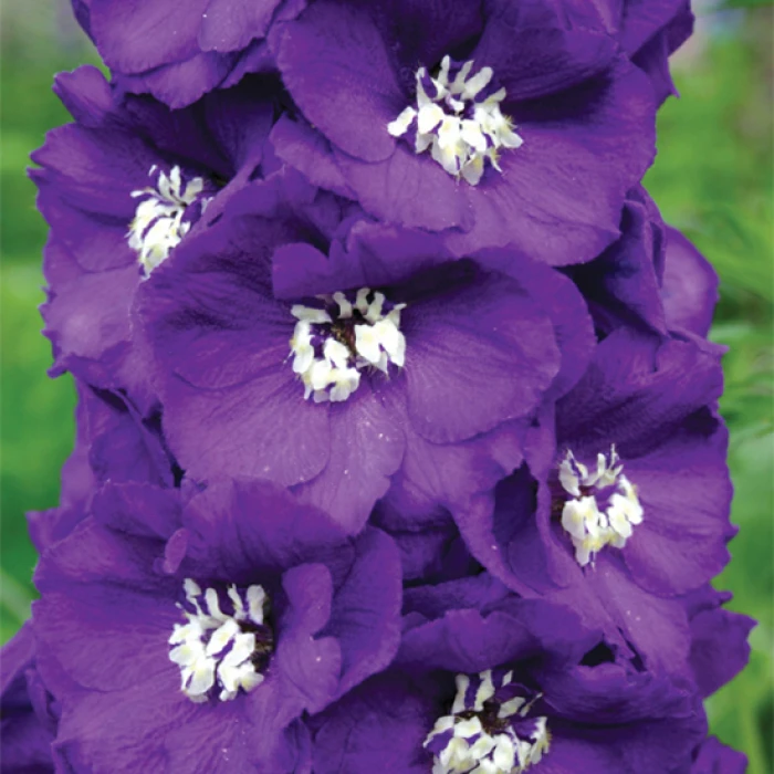 Purple Passion Delphinium 1 Purple Passion Delphinium