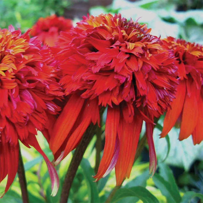 Hot Papaya Coneflower 1 Hot Papaya Coneflower