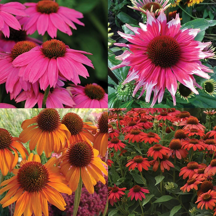 Various Echinacea Offer #1 1 Various Echinacea Offer #1