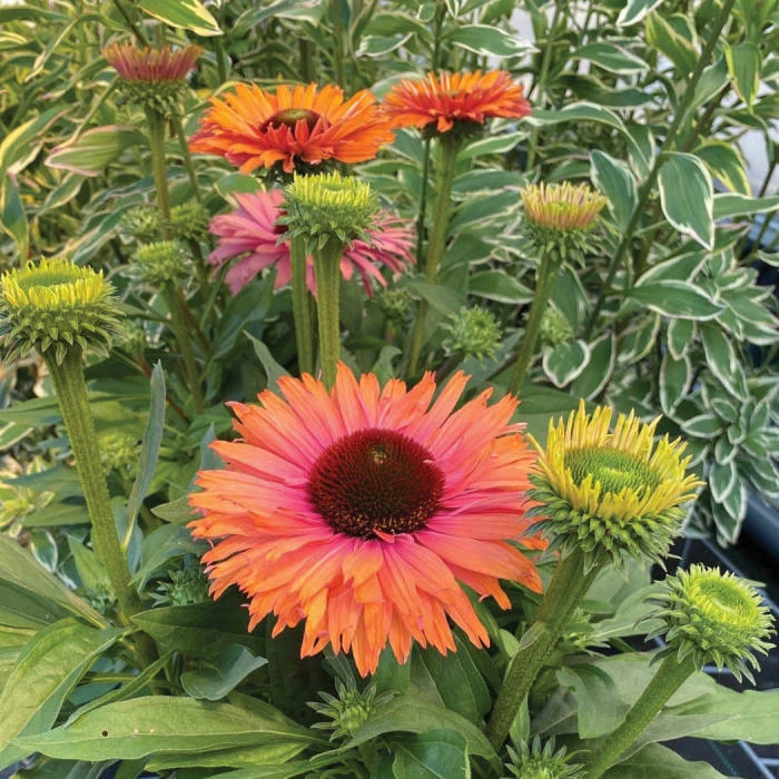 SunSeekers Rainbow Echinacea 1 SunSeekers Rainbow Echinacea