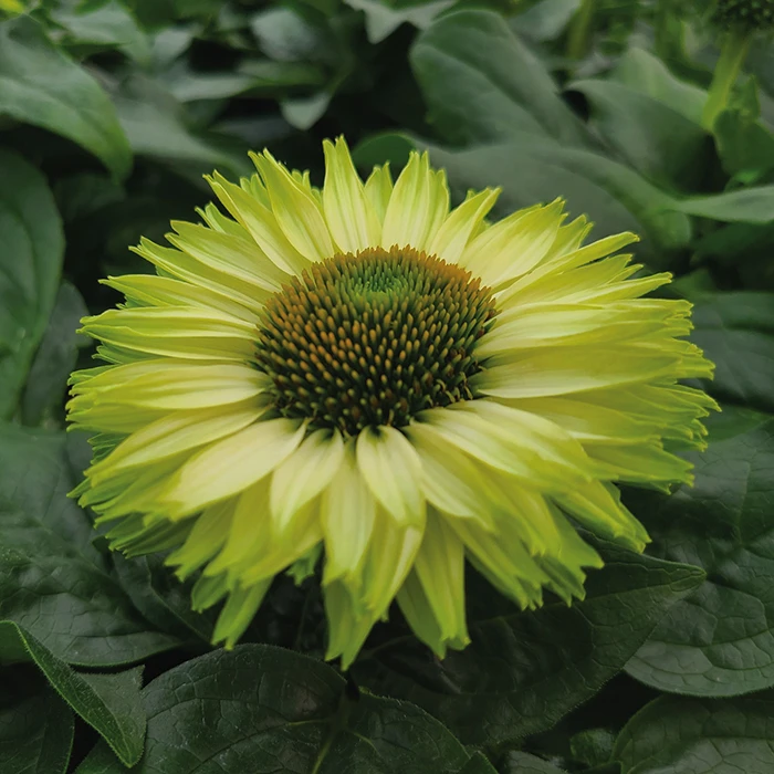 SunSeekers Apple Green Echinacea 1 SunSeekers Apple Green Echinacea