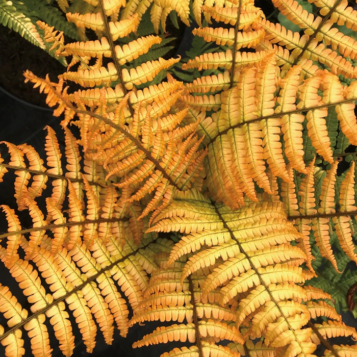 Jurassic Gold Fern 1 Jurassic Gold Fern