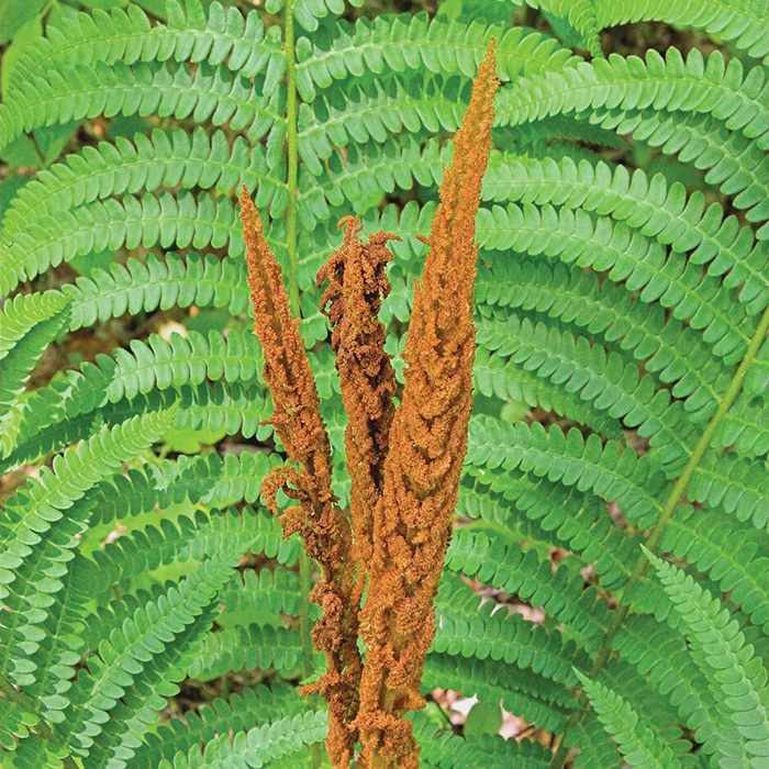 Cinnamon Fern 1 Cinnamon Fern