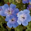 Rozanne Hardy Geranium