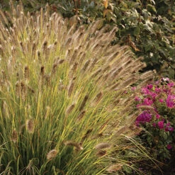 Desert Plains Fountain Grass