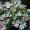 Dew Drops Heuchera