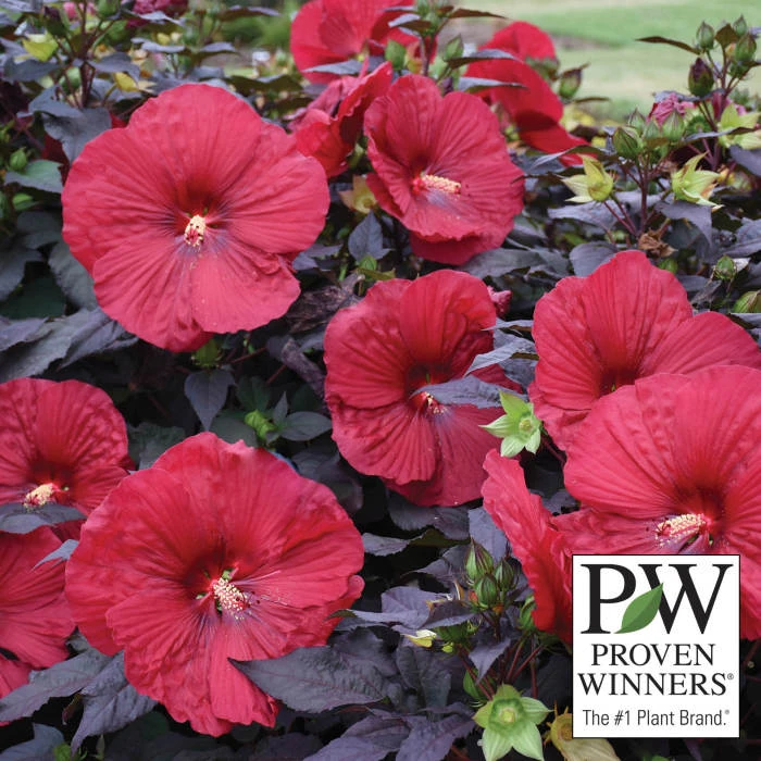 Summerific® Holy Grail Hibiscus 1 Summerific® Holy Grail Hibiscus