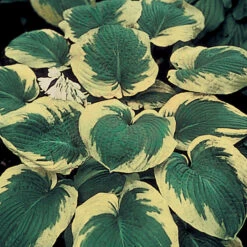Frances Williams Hosta