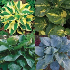 Hosta Favorites Collection
