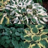 Amazing Deal Hosta Offer